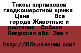 Таксы карликовой гладкошерстной щенки › Цена ­ 20 000 - Все города Животные и растения » Собаки   . Амурская обл.,Зея г.